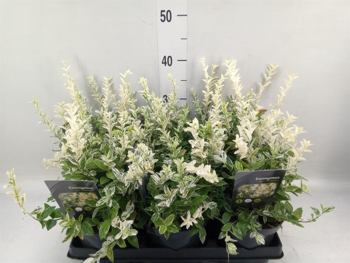 Euonymus fortunei 'Harlequin'