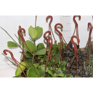 PEPEROMIA VARIADO C13