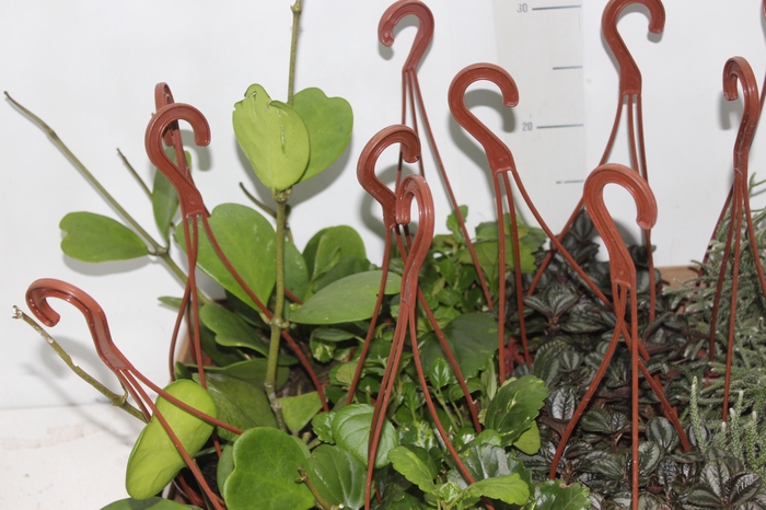 <h4>PEPEROMIA VARIADO C13</h4>