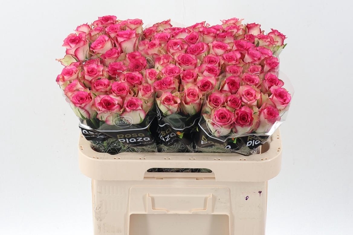 <h4>R Gr Monique</h4>