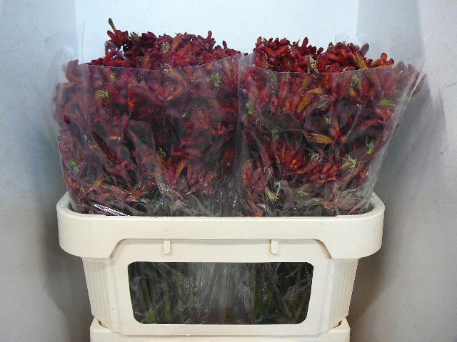 <h4>Anigoz Early Spring</h4>