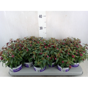 Fuchsia  'Bella Fuchsia Soila'
