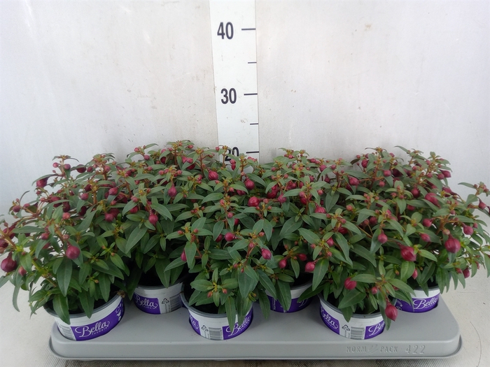 <h4>Fuchsia  'Bella Fuchsia Soila'</h4>