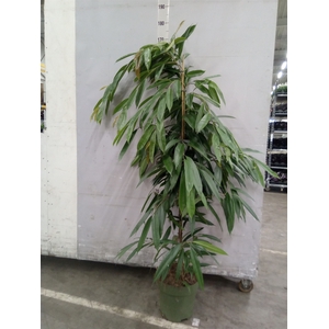 Ficus binn. 'Amstel King'