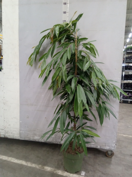 <h4>Ficus binn. 'Amstel King'</h4>