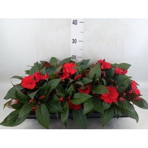 Impatiens NG 'Tamarinda Dark Red'