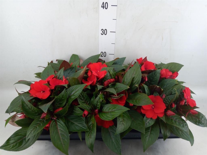 <h4>Impatiens NG 'Tamarinda Dark Red'</h4>