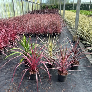 Cordyline gemengd