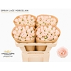 Rosa Spray Lace Porcelain