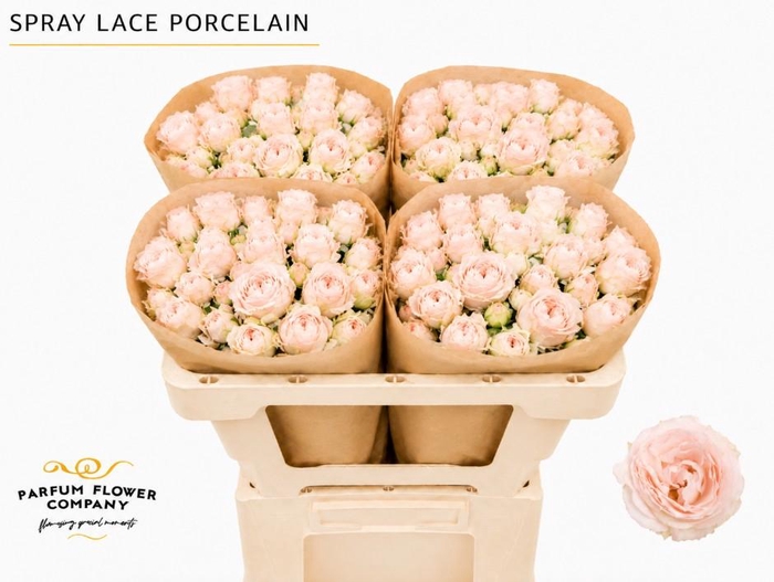 Rosa Spray Lace Porcelain