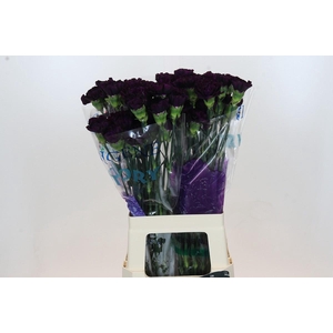 Dianthus St Florigene Moonvista