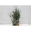ALBUCA SPIRALIS P14 SEM FLOR
