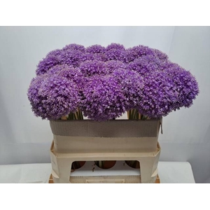 ALLIUM GIGANTEUM