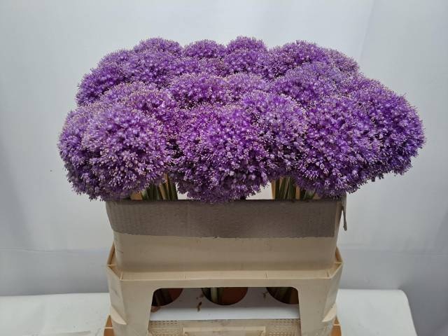 <h4>ALLIUM GIGANTEUM</h4>
