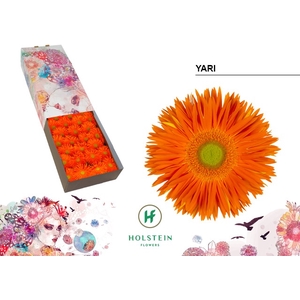 Gerbera Spider Yari Doos