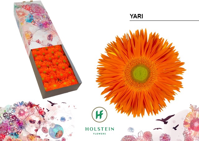 <h4>Gerbera Spider Yari Doos</h4>