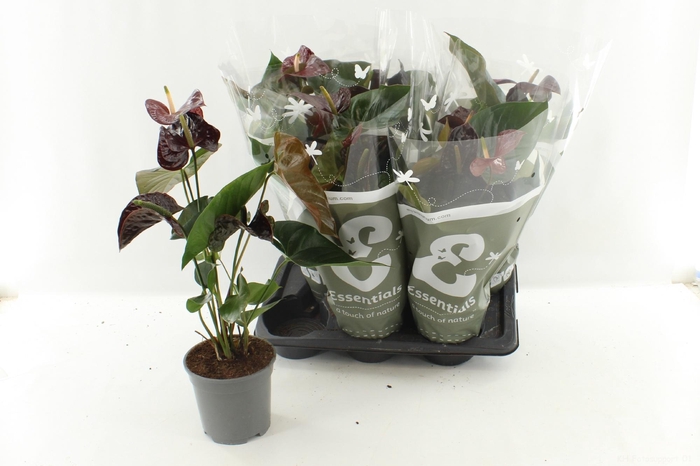 <h4>ANTHU FL TRANQUILLO</h4>