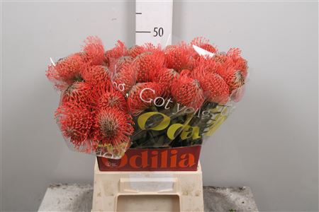 Leuco Ayoba Pink Guava