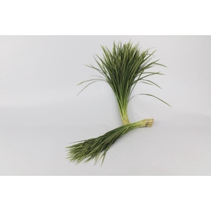 Lily grass Variegated