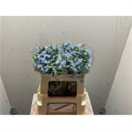 <h4>Amsonia Tab Night Sky</h4>