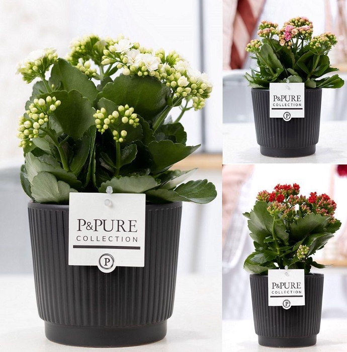 <h4>Kalanchoe mix in P&PURE Liv ceramics matt black</h4>