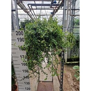 Ficus Pumila 'White Sunny' hangplant