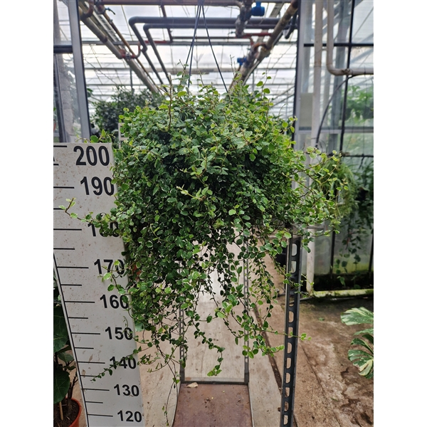 <h4>Ficus Pumila 'White Sunny' hangplant</h4>