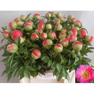 PAEONIA HYBR. 'CORAL SUNSET'