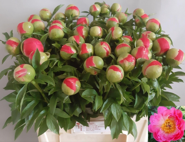 <h4>PAEONIA HYBR. 'CORAL SUNSET'</h4>