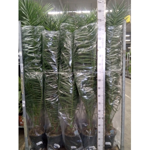 Phoenix canariensis