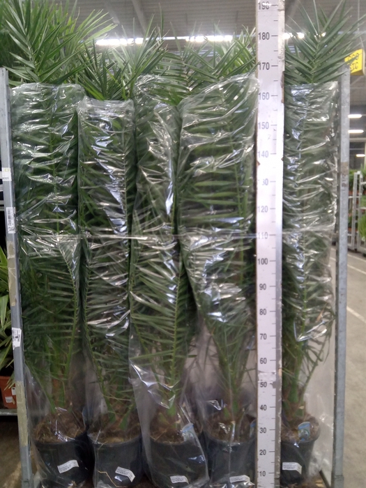 <h4>Phoenix canariensis</h4>