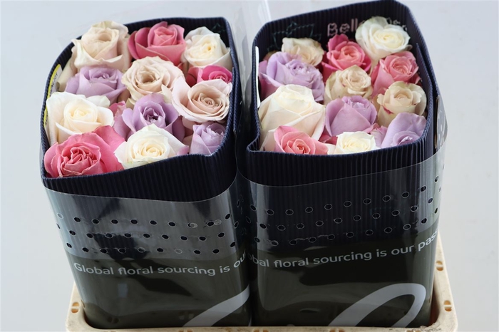 <h4>R Gr Rainbow Blooming Joy</h4>