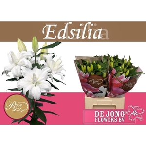 Li Or Du Rl Edsilia