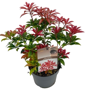Pieris jap. 'Mountain Fire' sense