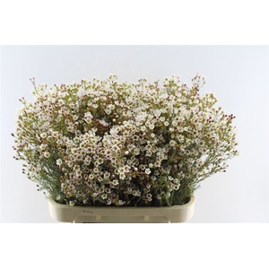 Chamelaucium White Maya