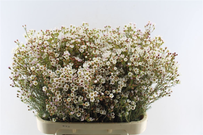 <h4>Chamelaucium White Maya</h4>