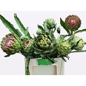 Cynara Sc Green Globe