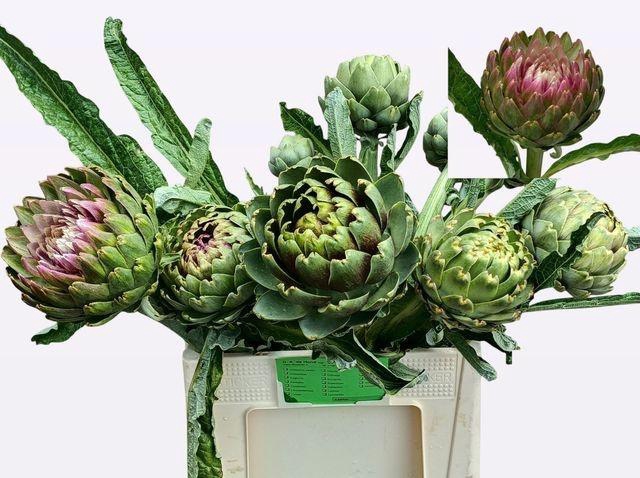 <h4>Cynara Sc Green Globe</h4>