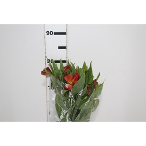 ALSTROEMERIA CINNAMON 080 CM