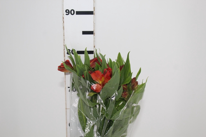 <h4>ALSTROEMERIA CINNAMON 080 CM</h4>