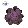 Echeveria Metallica Pearl Cutflower Wincx-8cm