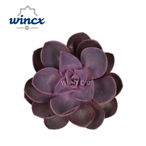 Echeveria Metallica Pearl Cutflower Wincx-8cm