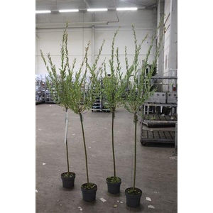 Salix In Hakuro Nish 15 Branches