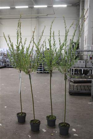 <h4>Salix In Hakuro Nish 15 Branches</h4>