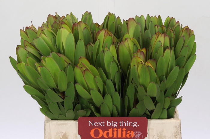 <h4>Leucadendron Goldstrike</h4>