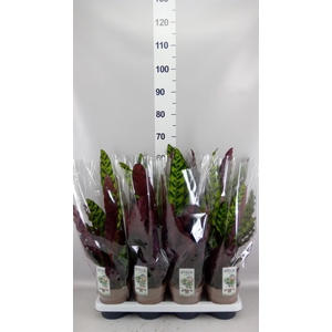 Calathea lancifolia