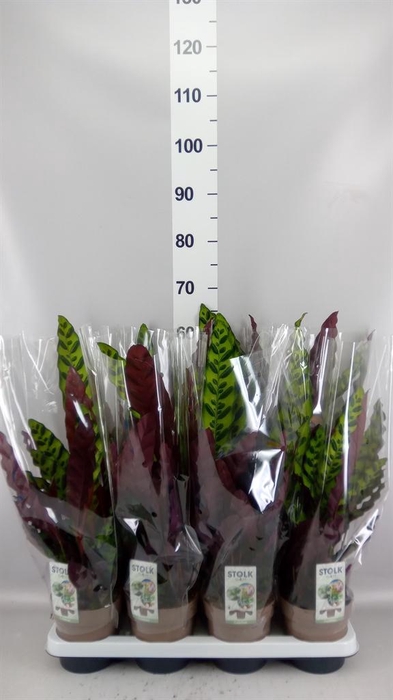 <h4>Calathea lancifolia</h4>