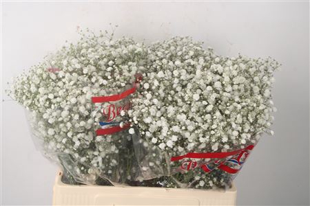 <h4>Gyps Pa Xlence X100</h4>