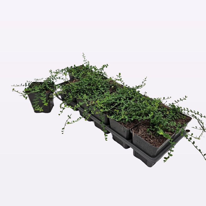 <h4>Euonymus Fort. 'Minimus'</h4>