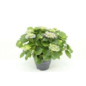 Hydrangea Curly Wurly blauw